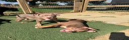 American Bully dogs for sale: Pork - Ad 8