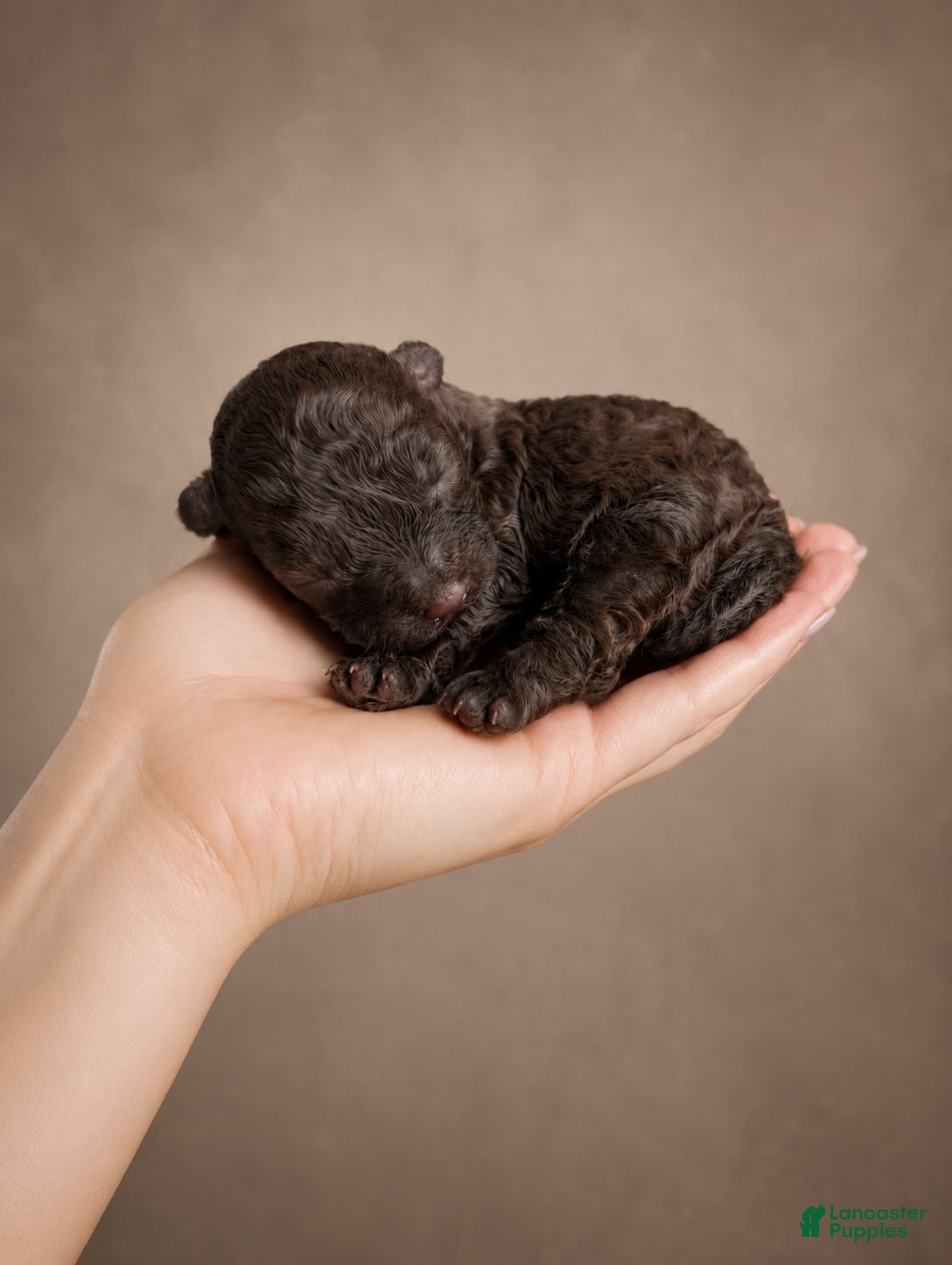 Toy Poodle dogs Ferrero AKC 42 Champion Lines  - Ad 1