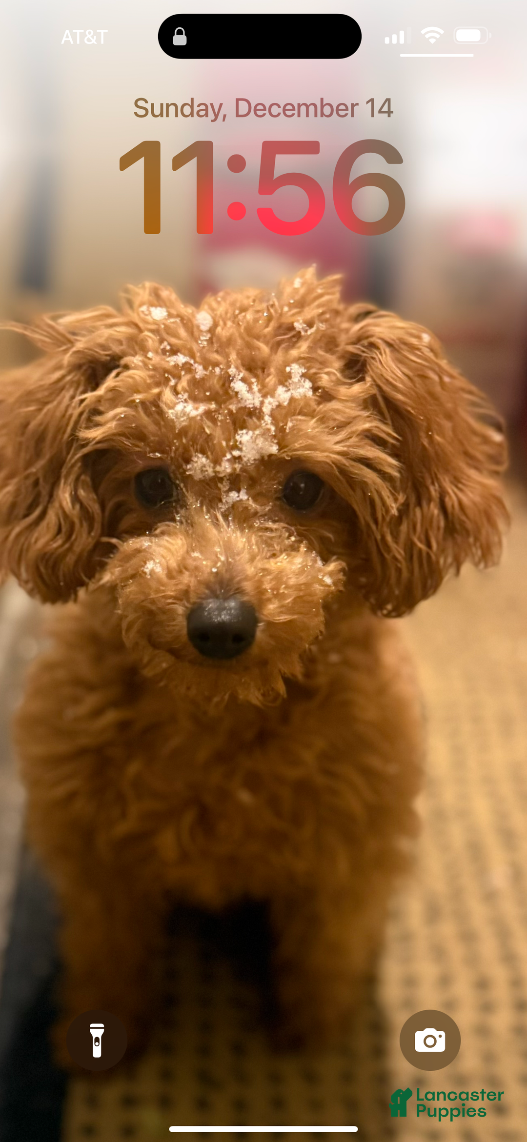 Toy Poodle dogs for stud: Prince - Ad 1