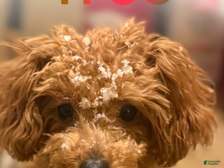 Toy Poodle dogs Prince - Ad 3