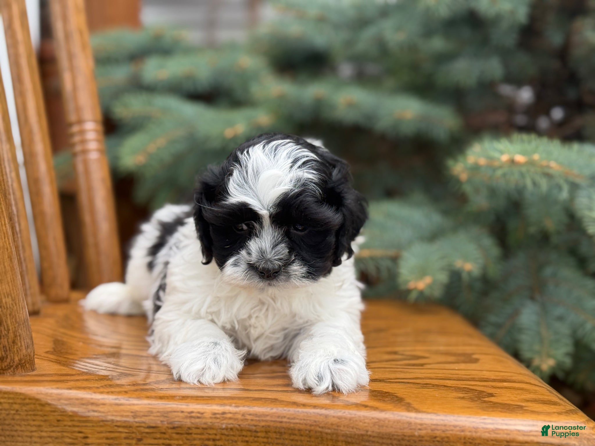 Shihpoo dogs Sials - Ad 2