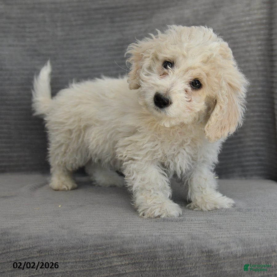 Cockapoo dogs Teddy - Ad 31
