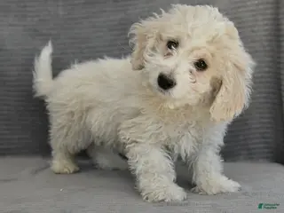 Cockapoo dogs Teddy - Ad 31