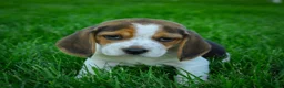 Beagle dogs for sale: Nico - Ad 2