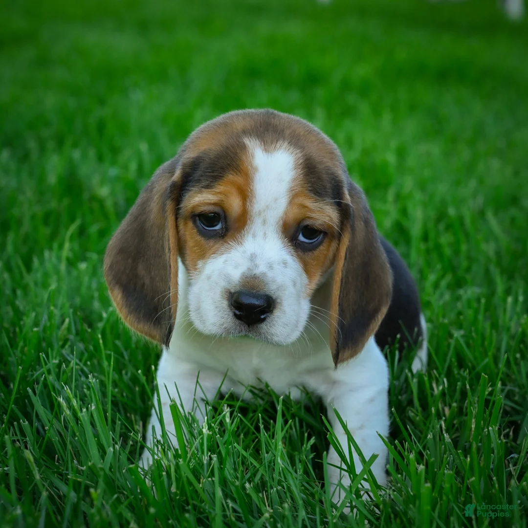 Beagle dogs for sale: Nico - Ad 2