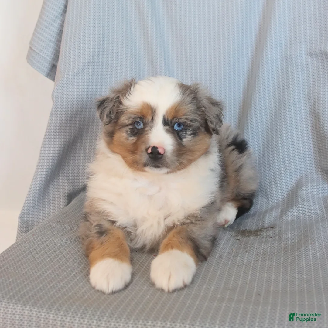 Miniature Australian Shepherd dogs for sale: Sunshine - Ad 1