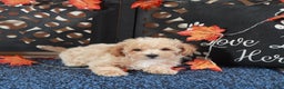 Bichpoo dogs for sale: Axle Tail Wagging Poochon Puppy - Ad 4