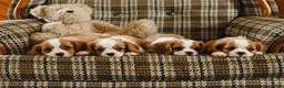 Cavalier King Charles Spaniel dogs for sale: Denver - Ad 6