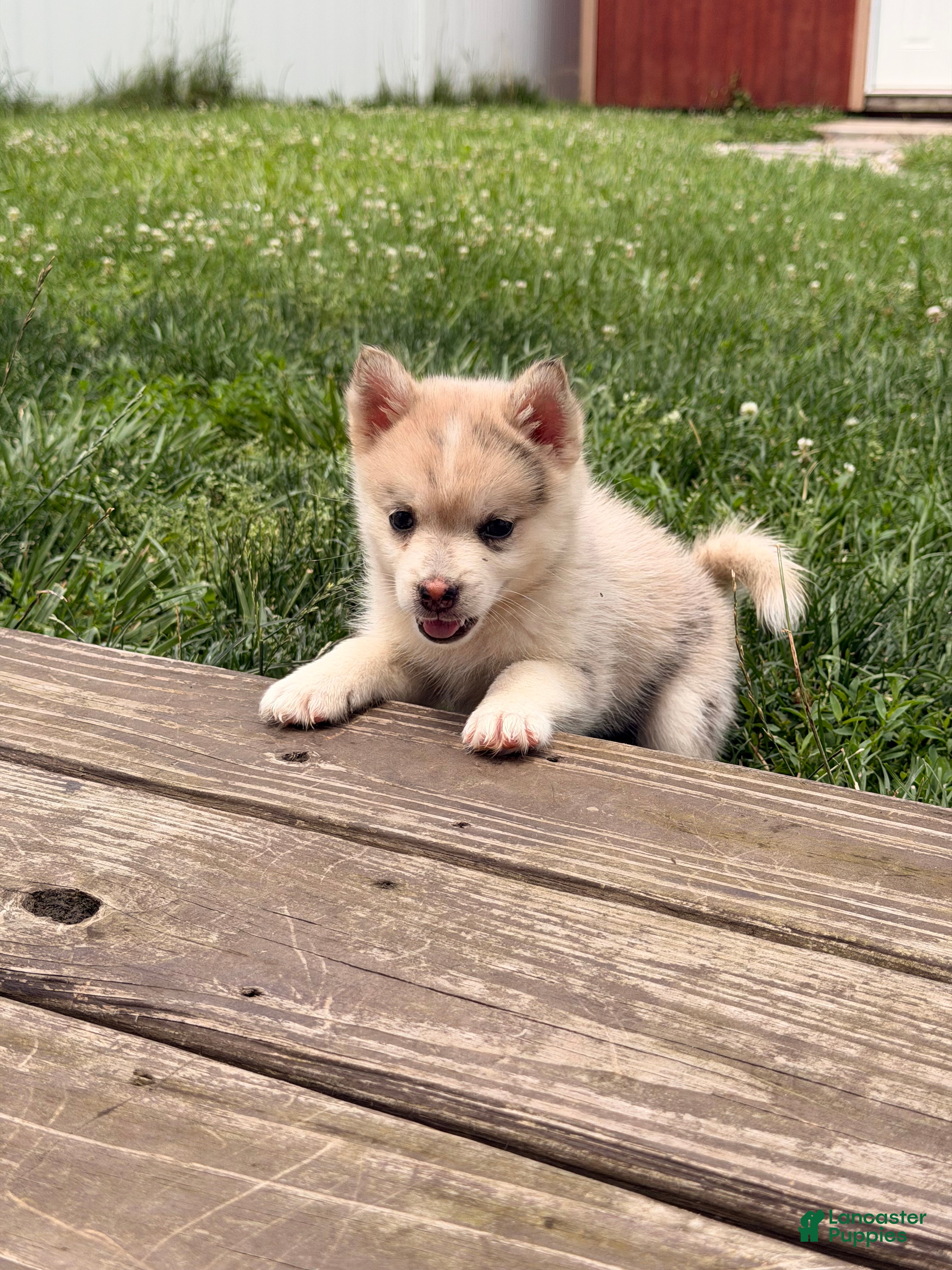 Pomsky dogs Bandit - Ad 35