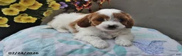 Cavapoo dogs for sale: Dakota - Ad 4