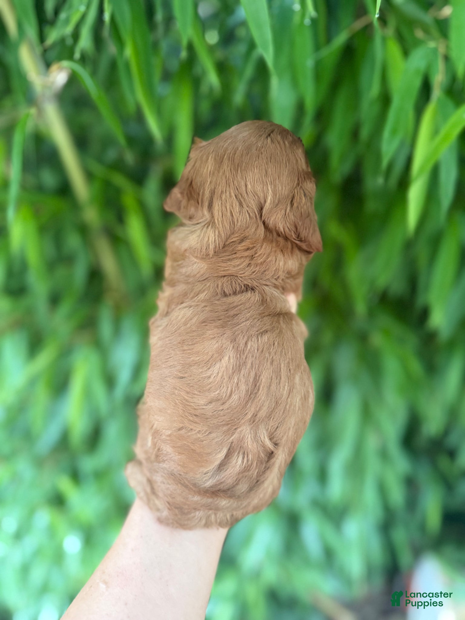 Cavapoo dogs for sale: Cavapoo Puppy 1 - Ad 2