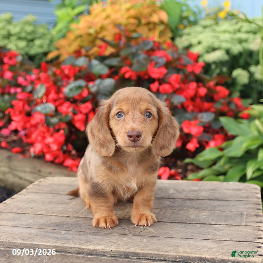 Miniature Dachshund dogs Buster - Ad 2