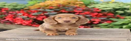 Miniature Dachshund dogs for sale: Buster - Ad 2