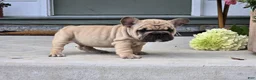 French Bulldog dogs for sale: Percy - Ad 4