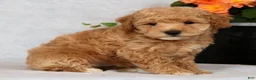 Bichpoo dogs for sale: Gander - Ad 3