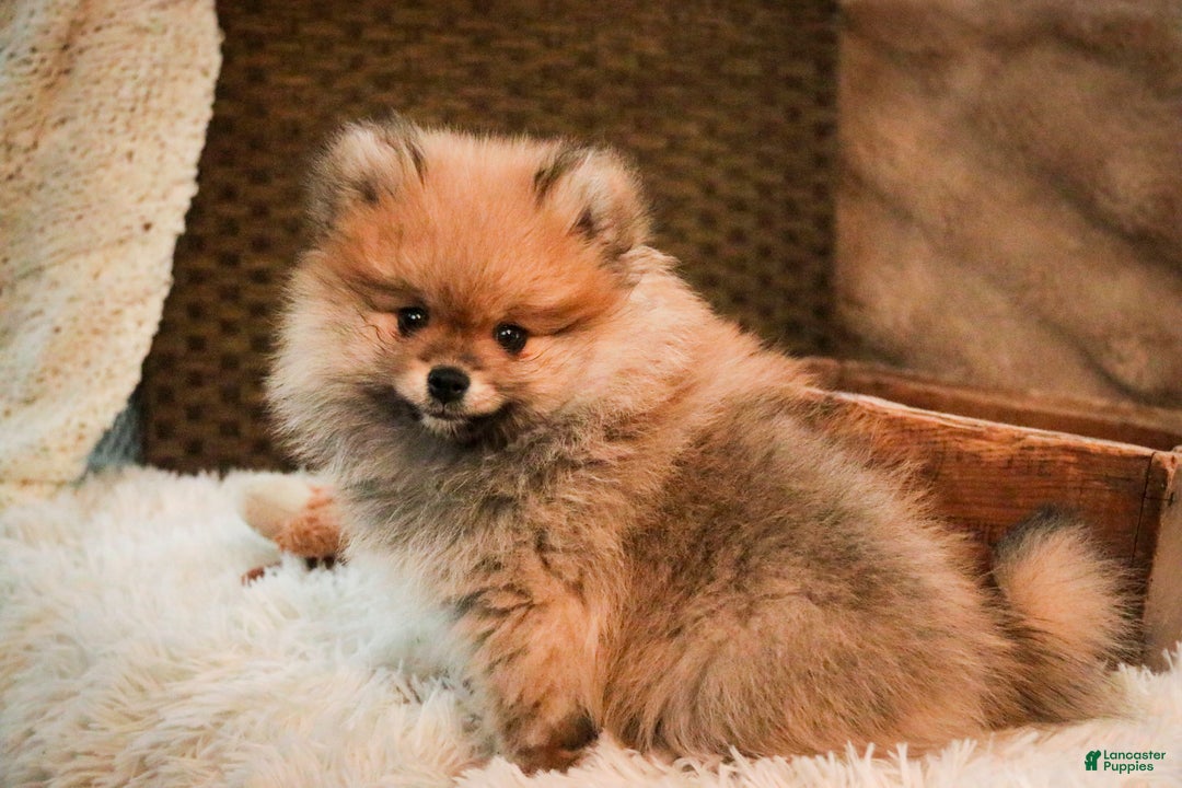 Pomeranian dogs for sale: Ben - Ad 5