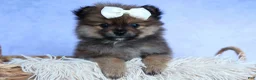 Pomeranian dogs for sale: Flynn  - Ad 1