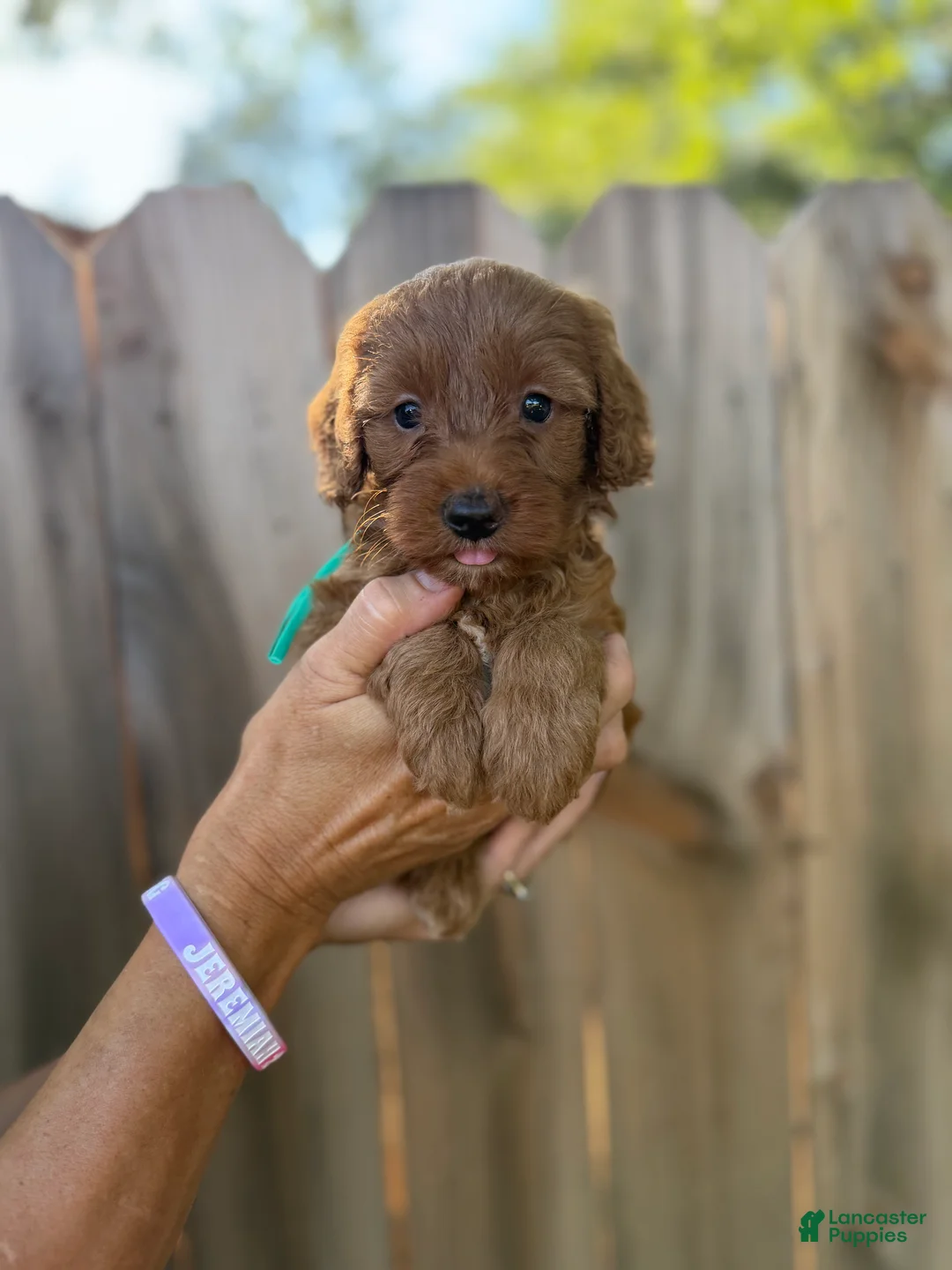 Mixed Breed dogs for sale: Mixed Breed 1 - Ad 2