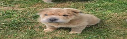 Shar Pei dogs for sale: Roman - Ad 13