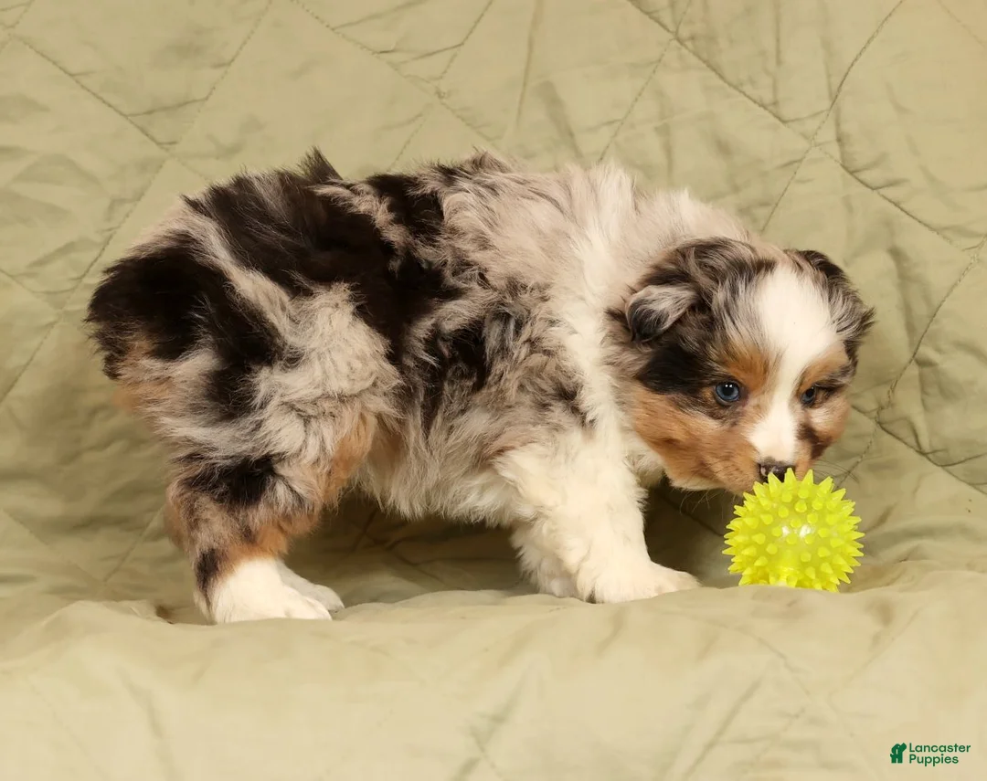 Miniature Australian Shepherd dogs for sale: Diego - Ad 5