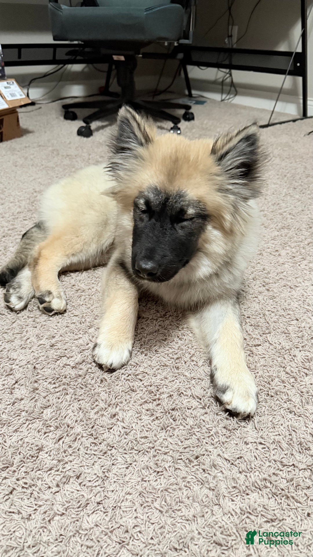 Mixed Breed dogs for sale: Mixed Breed Puppy 1 - Ad 1