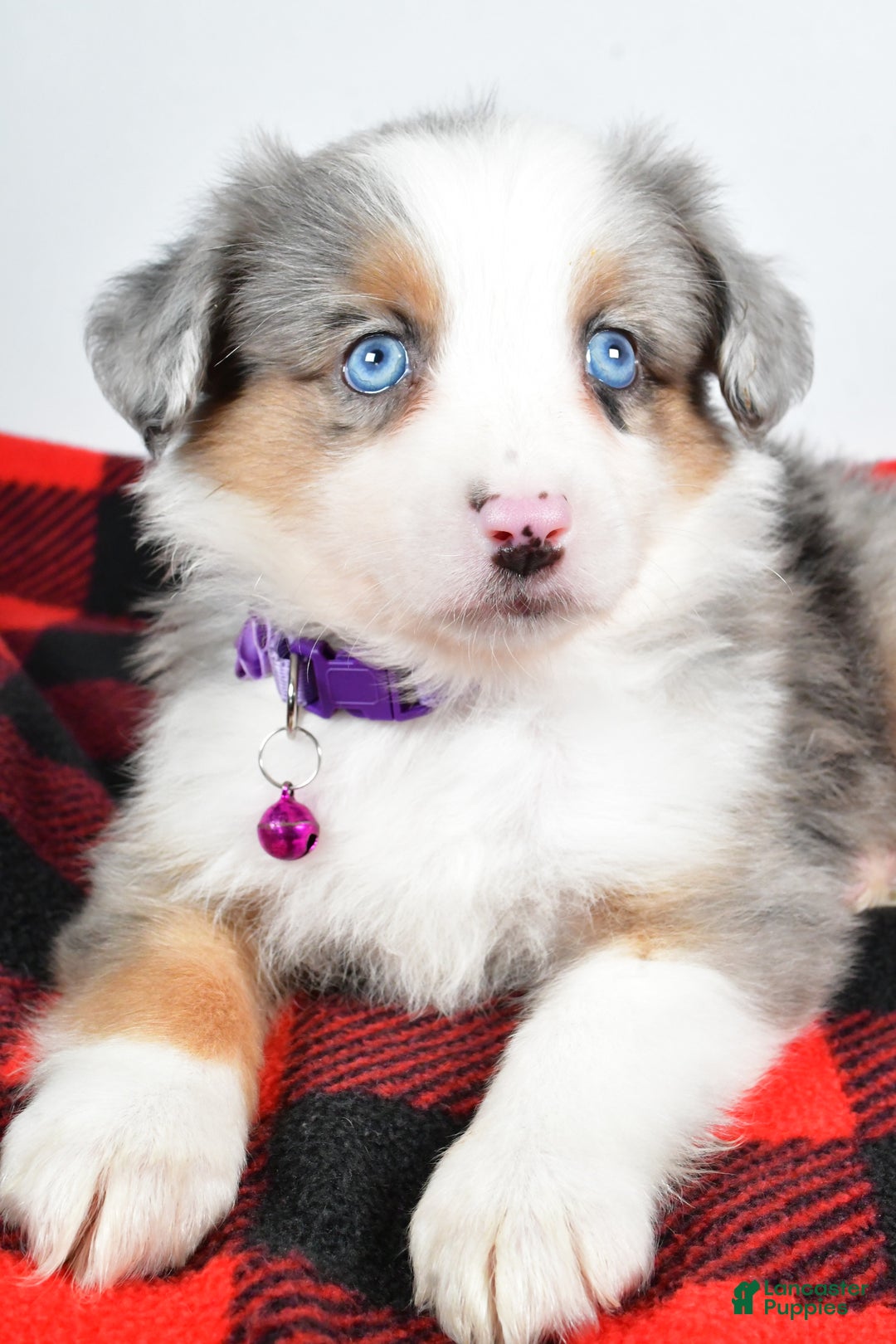 Miniature Australian Shepherd dogs for sale: Jenny - Ad 6