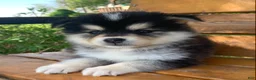 Alaskan Klee Kai dogs for sale: Little Darling~~Chloe!!! - Ad 9