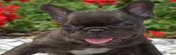 French Bulldog dogs for sale: Feta - Ad 9