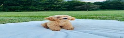 Bichpoo dogs for sale: Bailey - Ad 3