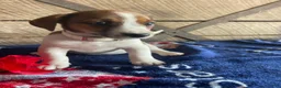 Jack Russell Terrier dogs for sale: Mango - Ad 2