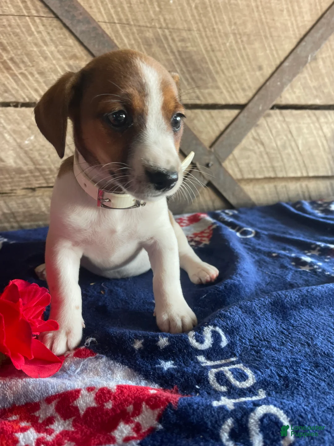Jack Russell Terrier dogs for sale: Mango - Ad 2