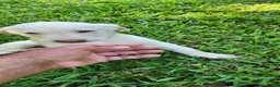 Labrador Retriever dogs for sale: Dallas - Ad 5