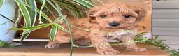 Toy Poodle dogs for sale: Max - Ad 3