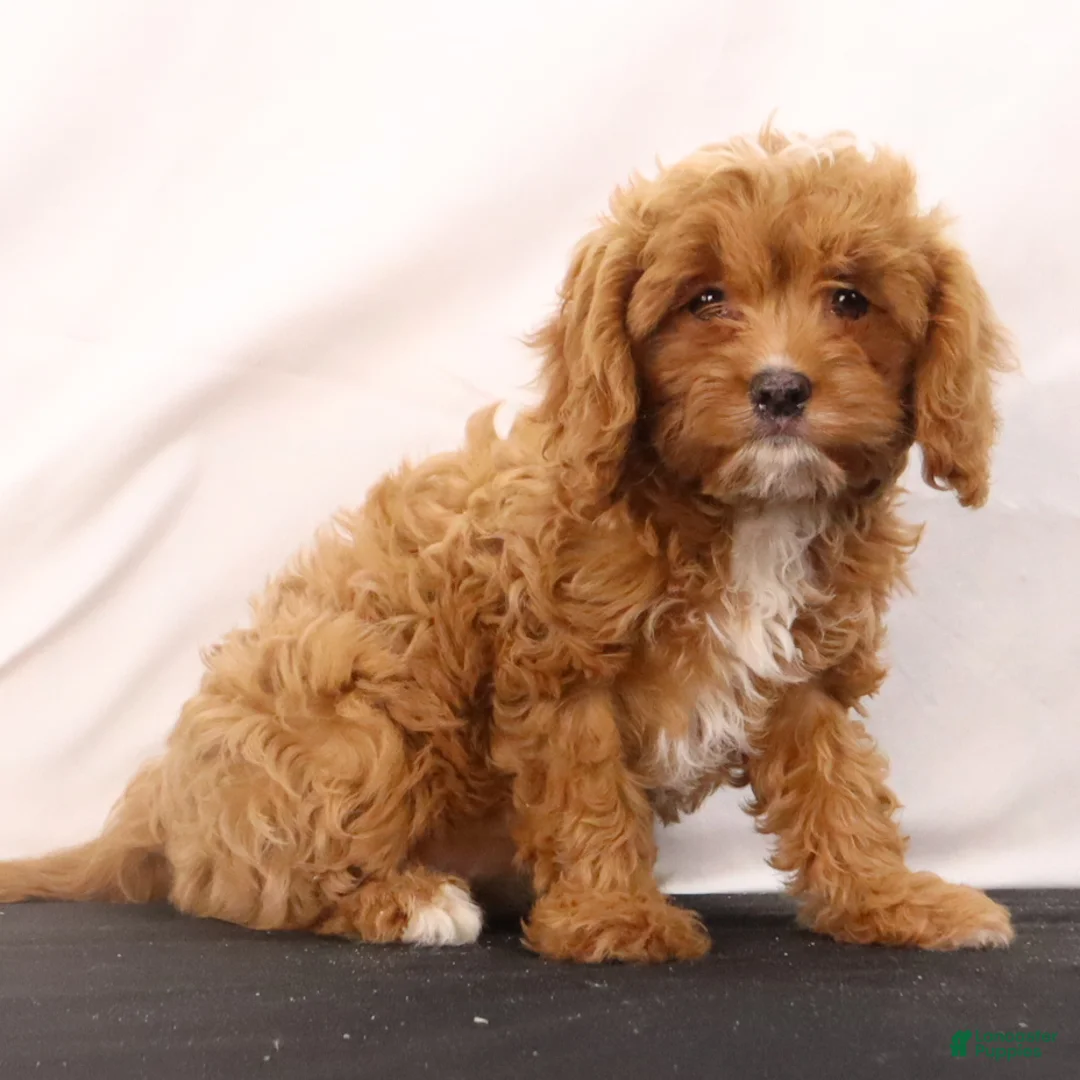 Cavapoo dogs for sale: Liz - Ad 7