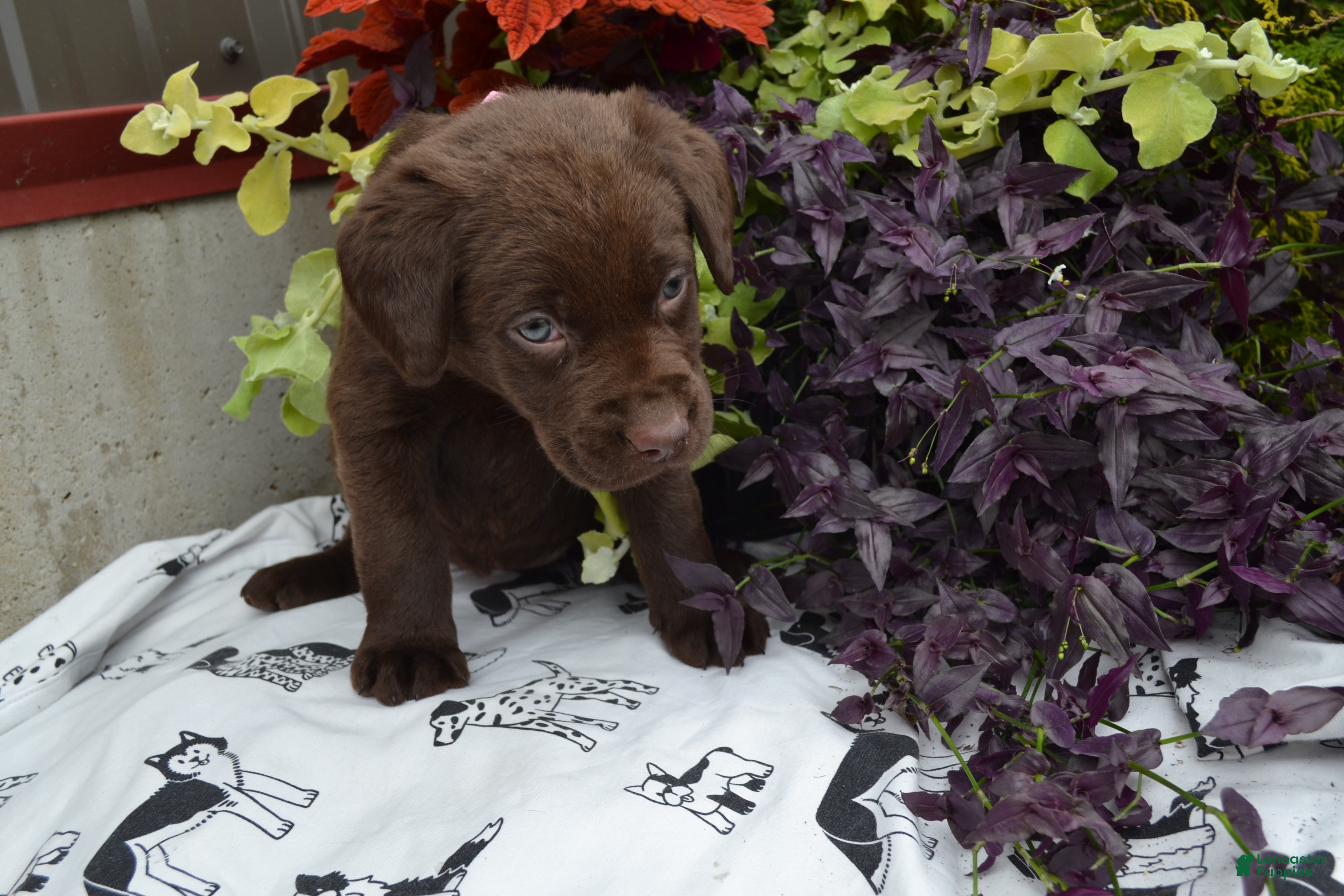 Labrador Retriever dogs Lizzie - Ad 1