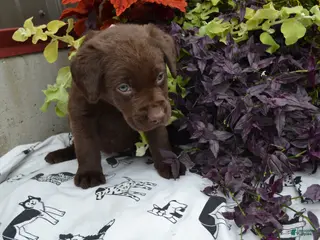 Labrador Retriever dogs for sale: Lizzie - Ad 2