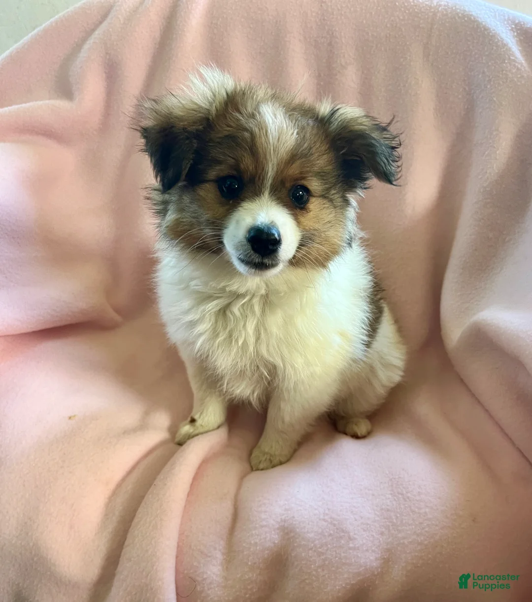 Mixed Breed dogs for sale: LoLa-Aussie/Pom - Ad 8