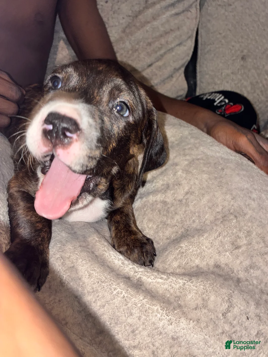 Mixed Breed dogs for sale: Mixed Breed 1 - Ad 1