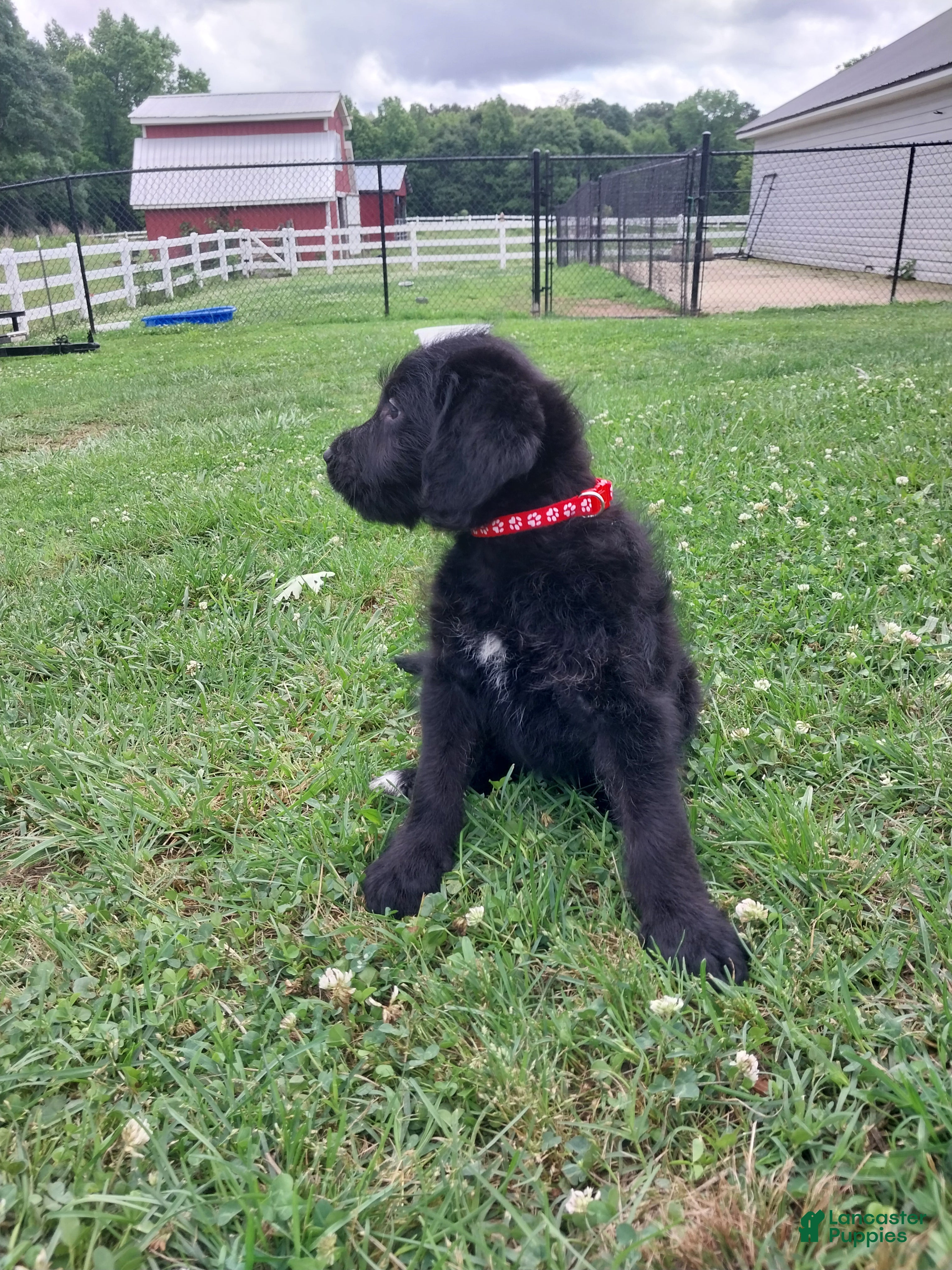 Labradoodle dogs Rose - Ad 9