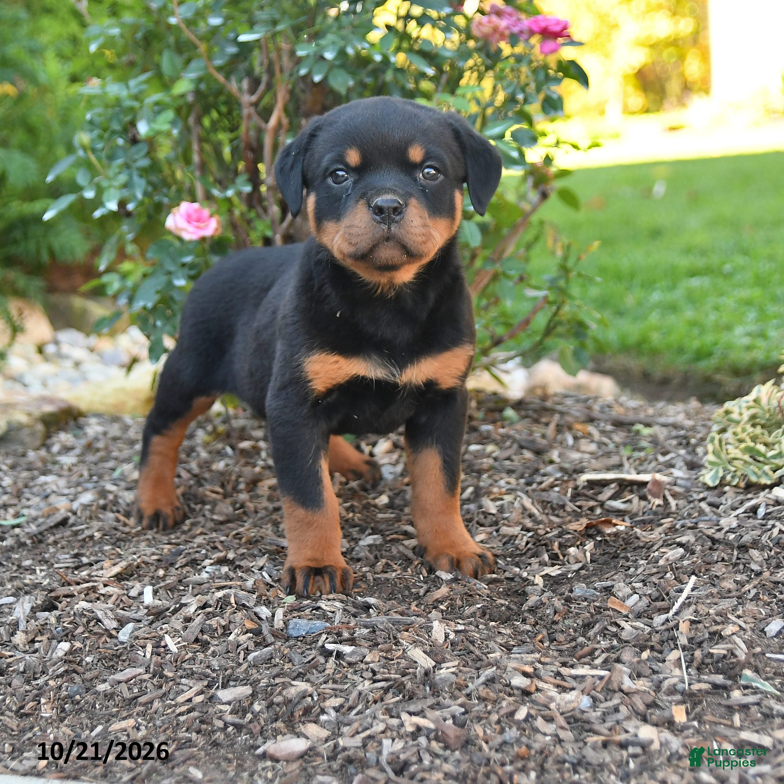 Rottweiler dogs Stella - Ad 1