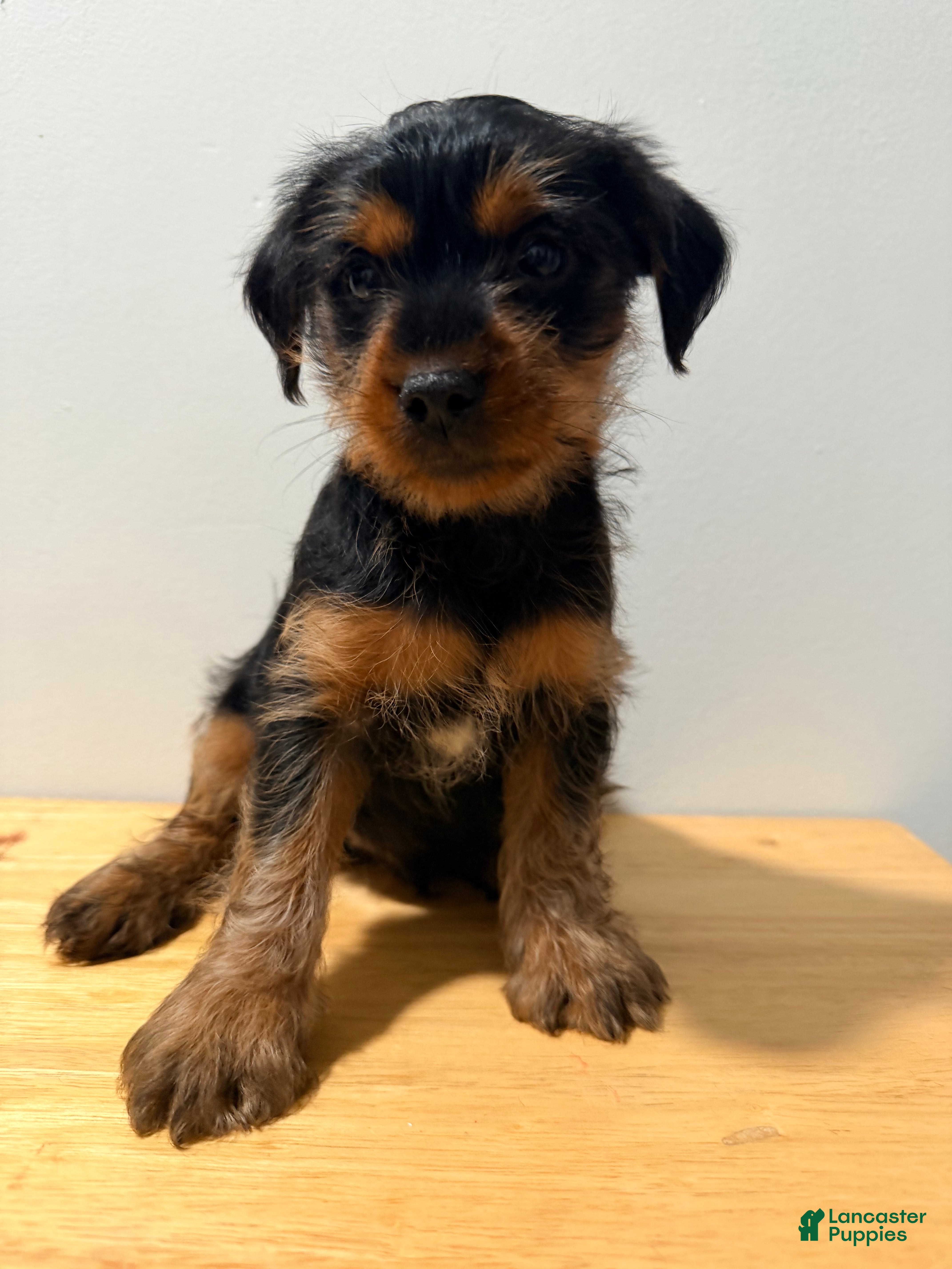 Yorkshire Terrier dogs for sale: Yorkshire Terrier 1 - Ad 1