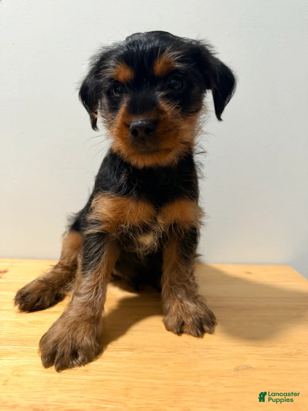 Yorkshire Terrier dogs for sale: Yorkshire Terrier 1 - Ad 1