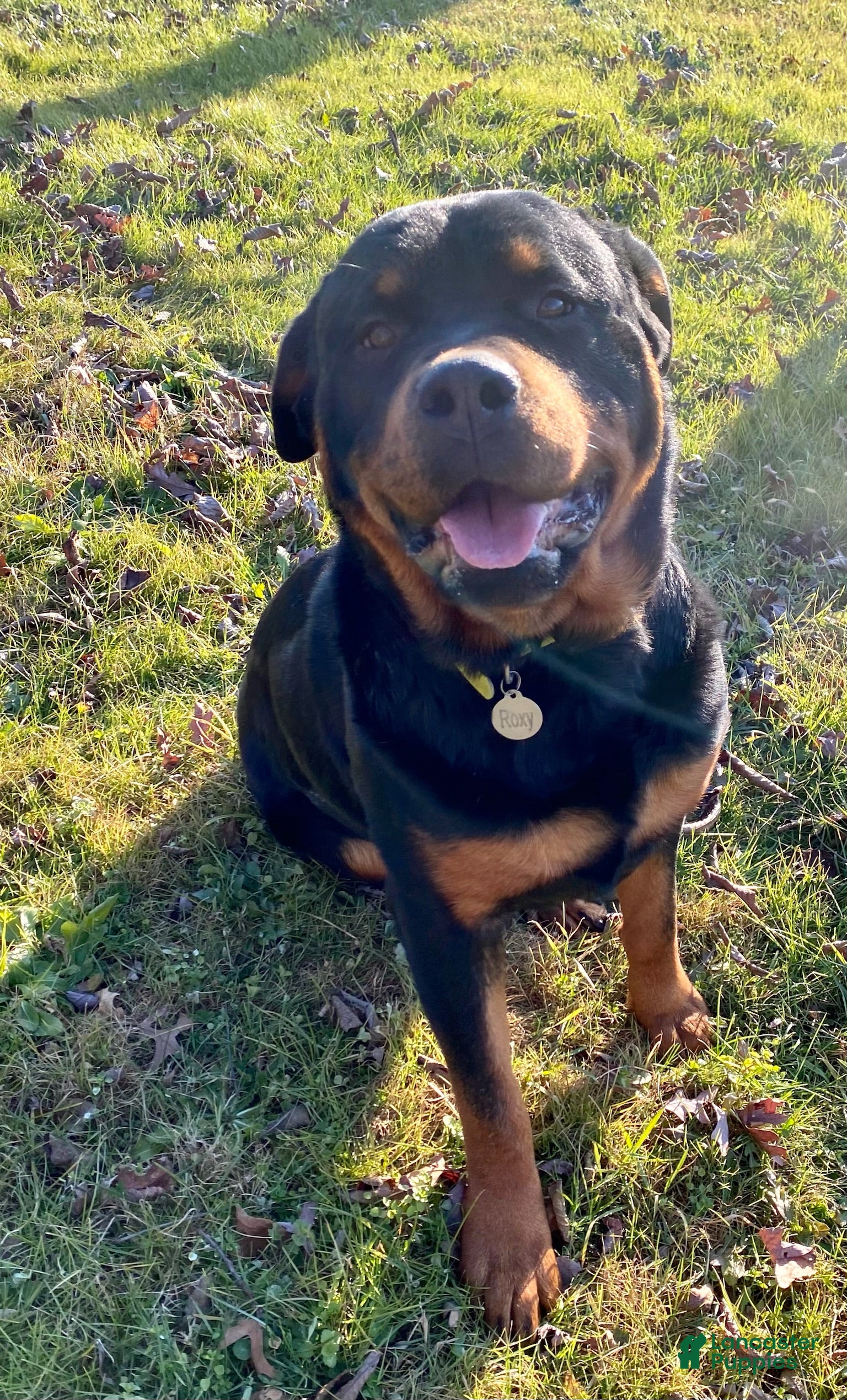 Roxy