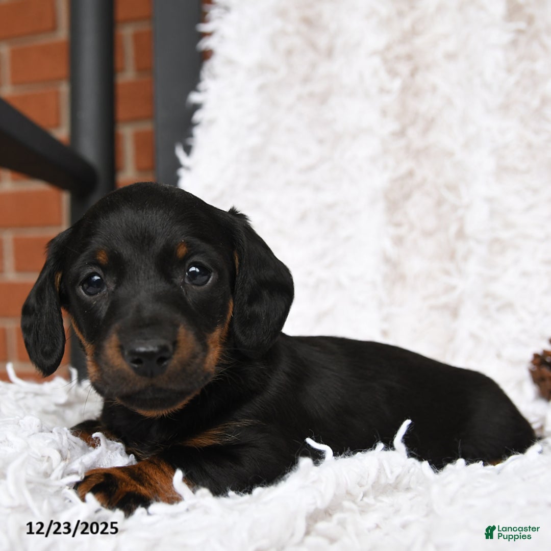 Miniature Dachshund dogs for sale: Shadow - Ad 2