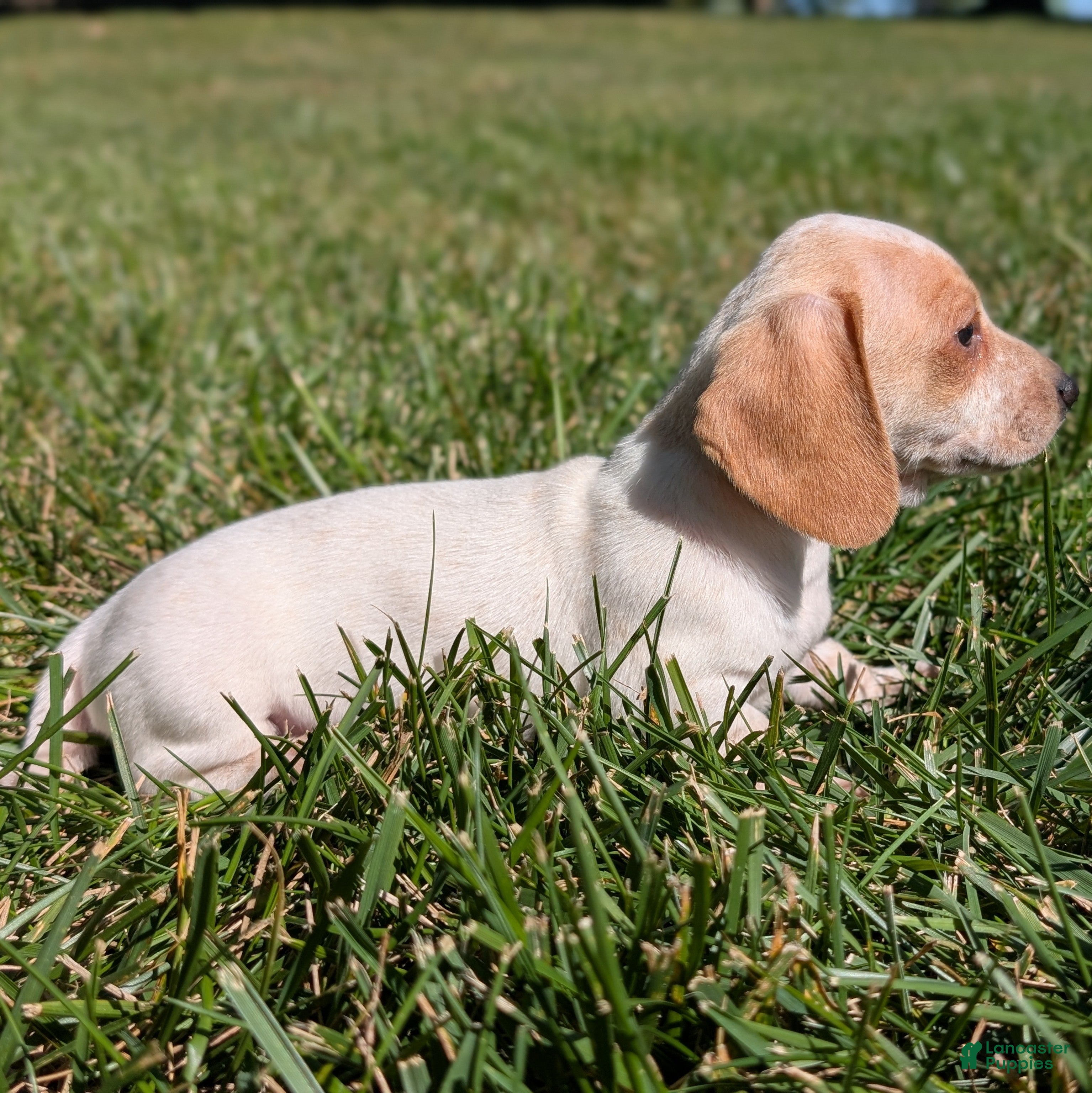 Miniature Dachshund dogs Eclair - Ad 28