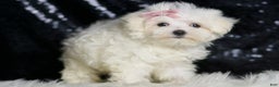 Maltese dogs for sale: Claudia - Ad 4