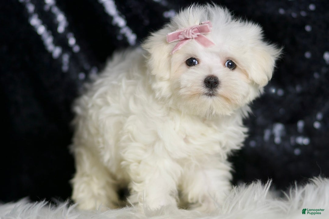 Maltese dogs for sale: Claudia - Ad 4
