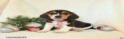 Beagle dogs for sale: Skipper - Ad 2