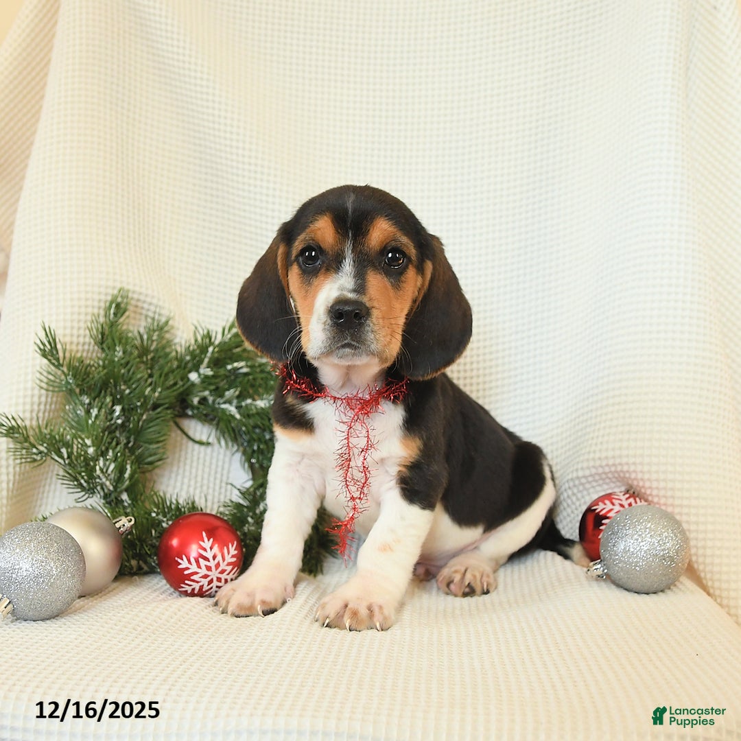 Beagle dogs for sale: Skipper - Ad 2