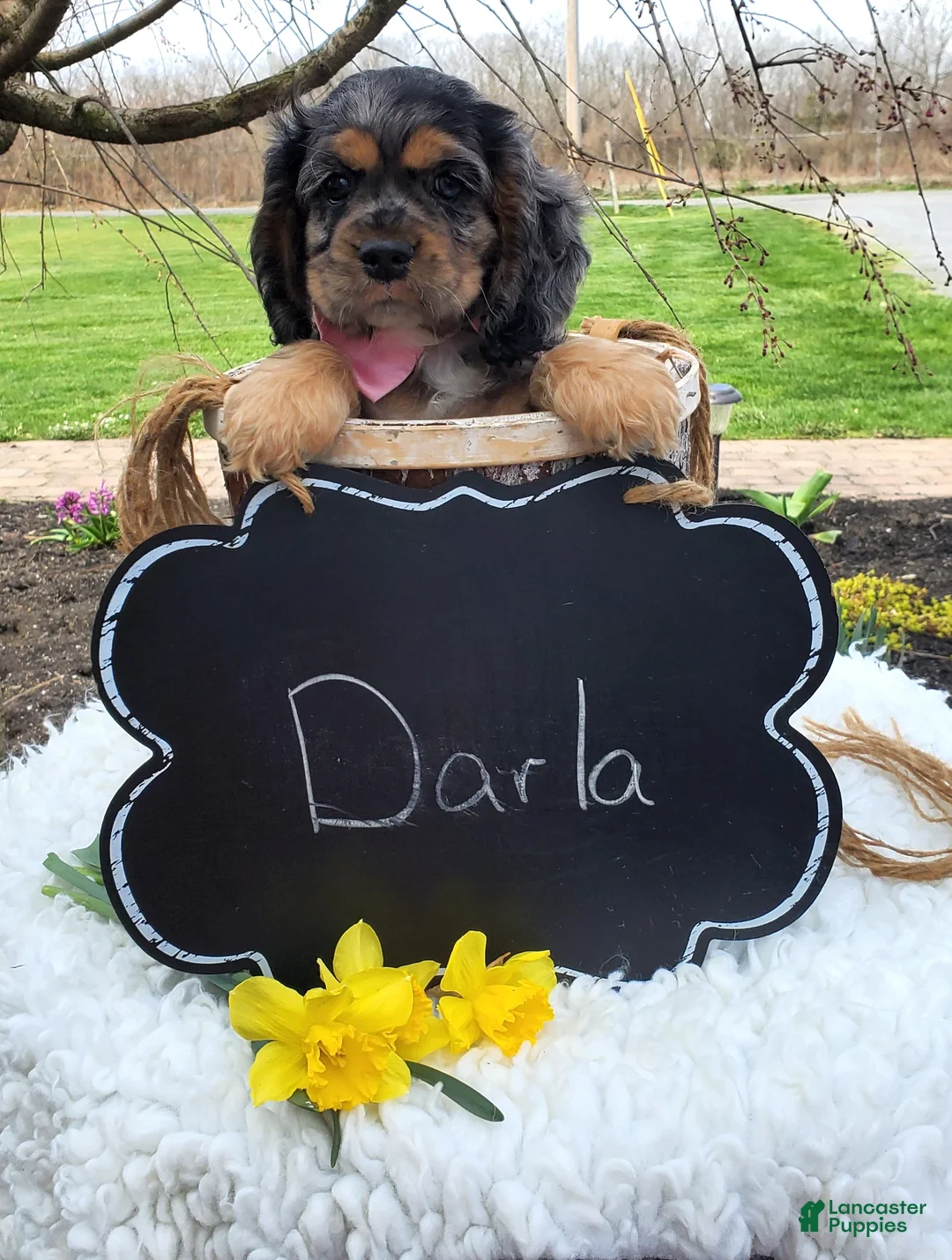 Cocker Spaniel dogs for sale: Darla - Ad 6